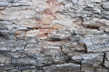 Tamarind bark, Tamarindus indica L.
