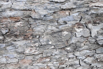 Tamarind bark, Tamarindus indica L.