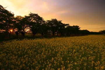 Obraz premium 夕焼けの菜の花畑