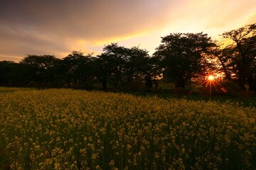 Obraz premium 夕焼けの菜の花畑