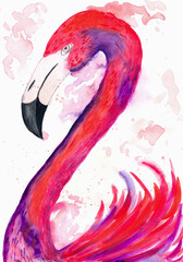 watercolor illustration red flamingos. flamingo portrait. design painting. 