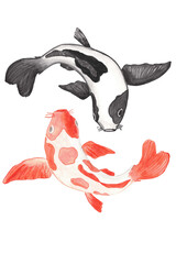 Koi carp. watercolor illustration. yin yang. good and evil. black and gold carp. 