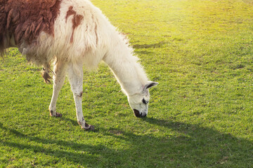 Naklejka na ściany i meble Alpaca on animal farm.High quality photo.