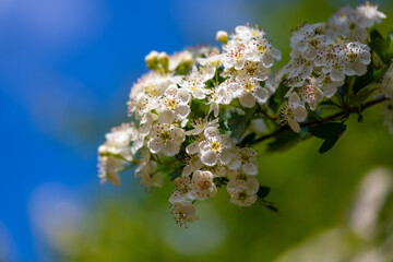 Branch of white Hawthorn (Crataegus) flowers in a garden in springtime. Quickthorn, thornapple, May-tree, whitethorn, Mayflower or hawberry is a genus of shrubs and trees in the family Rosaceae. 
