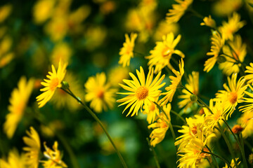 Meadow of yellow blooming Leopard’s Bane flowers  (Doronicum pardalianches) in springtime in Sauerland, Germany. Flowering plants in the sunflower family with daisy-like flowerheads. Selective focus.