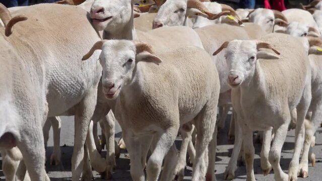 Flock of sheep passing through village on feast of transhumance