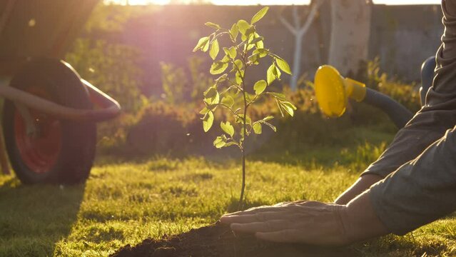 Closeup hands gardner with care plant young green tree in fertilized ground garden with wheelbarrow and watering can background. Spring sunset shine. Reforestation nature. Volunteers plant tree