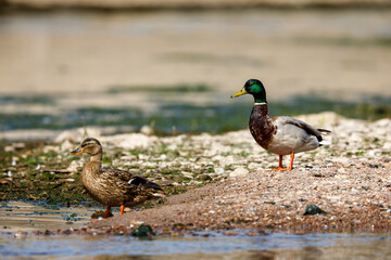 A pair of mallards in the wild