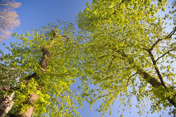 Green beech branches against blue sky
