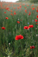 Fototapeta na wymiar Poppy field in summer countryside. Atmospheric beautiful moment. Wildflowers in meadow, red poppy close up. Rural simple life, floral wallpaper