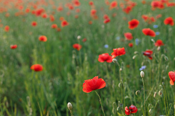 Poppy field in summer countryside. Atmospheric beautiful moment. Wildflowers in meadow, red poppy close up. Rural simple life, floral wallpaper