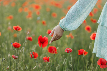 Woman gathering poppy in field in evening summer countryside. Atmospheric moment. Young female...