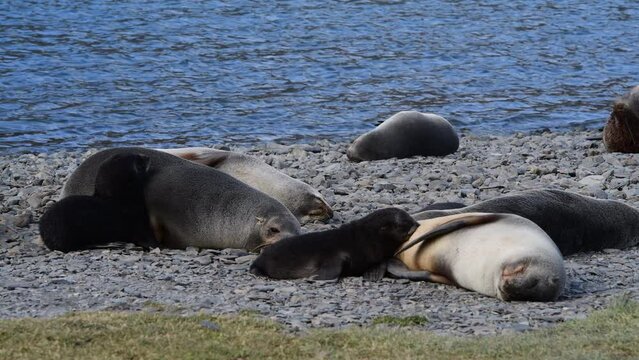 Fur Seals on the beach at South Georgia