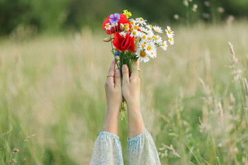 Woman hands holding poppy, daisy and cornflower bouquet in field in evening summer countryside,...