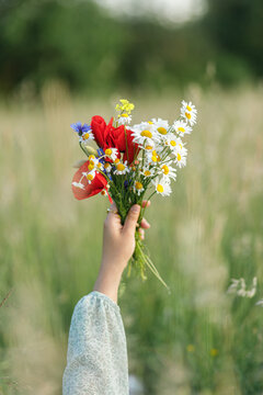 Woman hands holding wildflowers bouquet in field in evening summer countryside, close up. Atmospheric moment. Young female gathering poppy, daisy and cornflower in meadow. Rural simple life