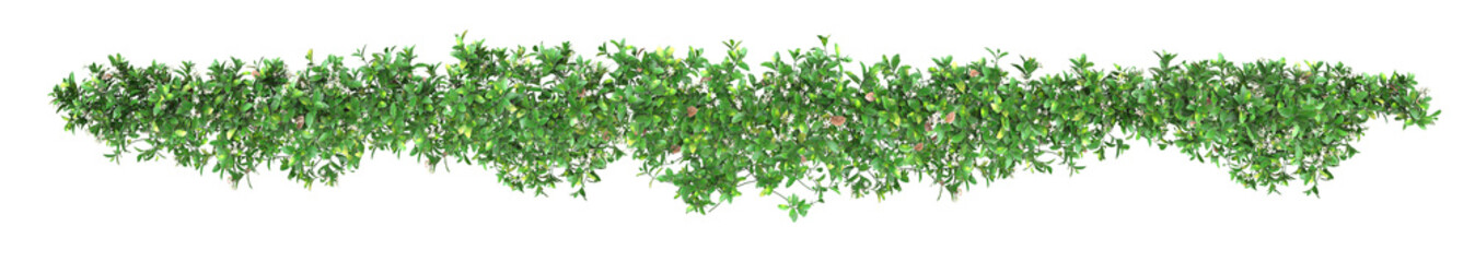 Southern or star jasmine, or Trachelospermum, or Rhynchospermum jasminoides, vine blossoming. Png transparency