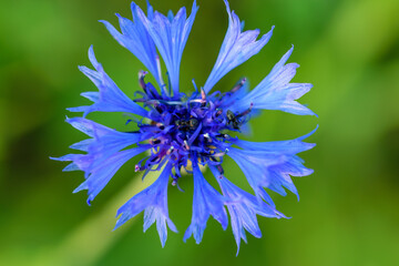 Chaber bławatek piękny niebieski polny kwiat kwitnący na tle zielonej trawy  - obrazy, fototapety, plakaty