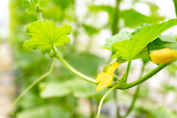 Melon Plant with Ripe Yellow Fruit, Green Leaves and Flowers. 