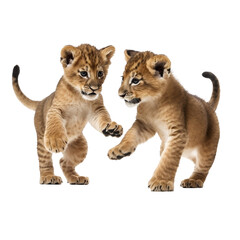 Fototapeta premium lion cubs playing transparent background
