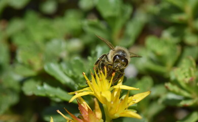 Biene auf einer gelben Fetthenne