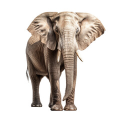 Fototapeta premium elephant standing transparent background