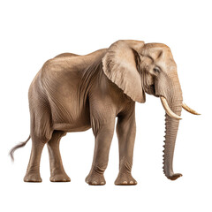 Fototapeta na wymiar elephant standing transparent background