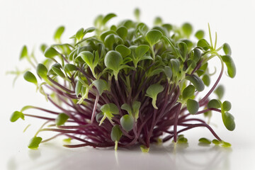 Microgreens of radish sprouts on a white background. created with generative AI