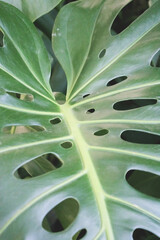 Fototapeta na wymiar Closeup of monstera deliciosa green leaf. Tropical background. Selective focus.