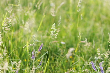 Wildflower in grass in summer field, close up. Atmospheric moment. Flowers and wild grasses in evening meadow. Rural simple life, floral wallpaper