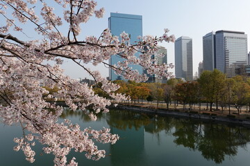 Obraz premium 大阪城の桜