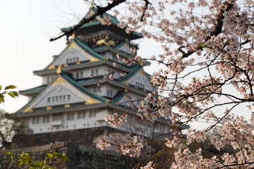 Naklejka premium 大阪城の桜