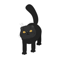 Nice cute black cat on white background 