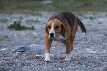 dog on the beach