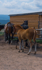 Cute young horses standing on a ranch among nature in summer against the backdrop of a cloudy sky.