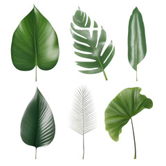 Fototapeta premium set of leaves isolated on transparent background cutout