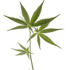 cannabis leaf isolated on transparent background cutout