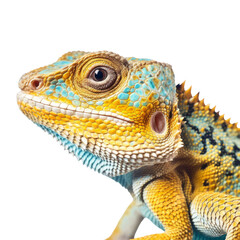 Fototapeta premium iguana isolated on transparent background cutout