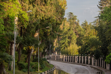 trees in the park