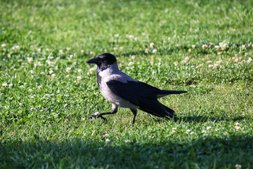 Crow walking on the grassy ground