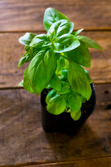 バジルを育てる