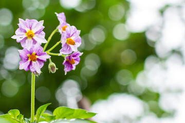 potato flower on green background