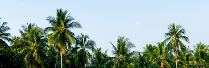 Fototapeta na wymiar palm trees, palm leaves, palm tops against the blue sky
