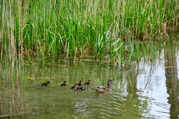 A close up on a duck family containing mother duck and numerous ducklings swimming next to her seen next to some reeds on a shallow yet vast river or lake on a sunny summer day in Poland