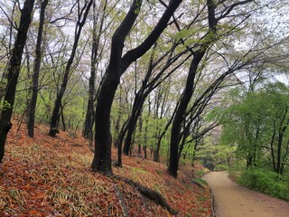 Fototapeta premium Rain in the mountains. Rainy day in the forest. wilderness landscape forest with pine trees and moss on rocks