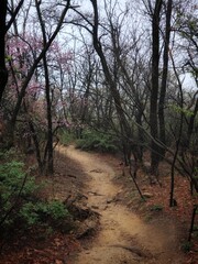 Rain in the mountains. Rainy day in the forest. wilderness landscape forest with pine trees and moss on rocks