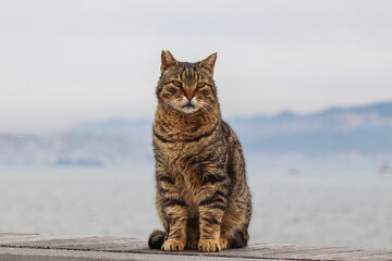 Brown stray cat with big head is standing on the bench