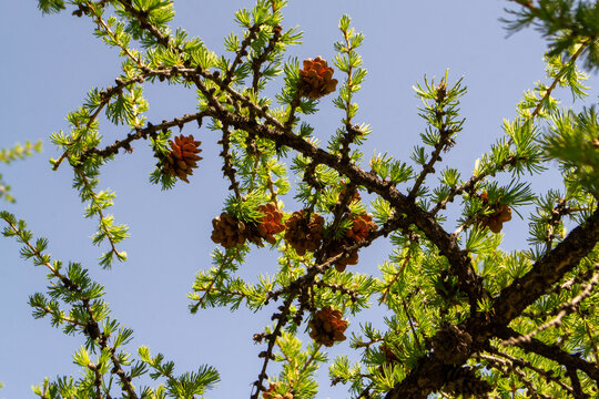 Larch branch close up with cones