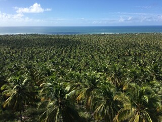 Fototapeta na wymiar Coconut farm in Brazil