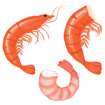 Vector cartoon image of a shrimp. The concept of restaurant dishes and seafood. A juicy and bright element for your design.