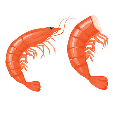 Vector cartoon image of a shrimp. The concept of restaurant dishes and seafood. A juicy and bright element for your design.